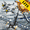 Immagini di %item_name%