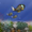 Imagen de Fish Tycoon