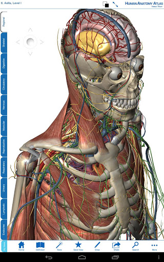 human anatomy atlas 7.4.03 human anatomy atlas 7.4.03
